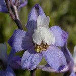 Delphinium recurvatum Habitatea