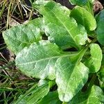 Beta vulgaris Blad