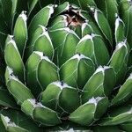 Agave victoriae-reginae Агульны выгляд