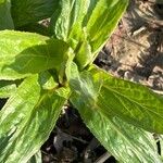 Epilobium tetragonumBlatt