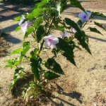 Ipomoea carnea অভ্যাস