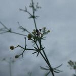 Galium pumilum 葉