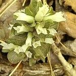 Obolaria virginica Fiore