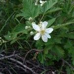 Rubus canescens Flor