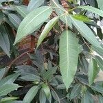 Ficus cordata Blad