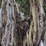 Ficus rubiginosa عادت داشتن