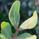 Pistacia lentiscus Leaf