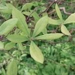 Rhododendron atlanticum Hoja
