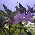 Rhododendron periclymenoides ᱵᱟᱦᱟ