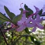 Rhododendron periclymenoides Blomst