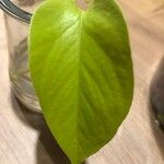 Epipremnum pinnatum 葉