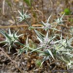 Eryngium aristulatum ᱛᱟᱦᱮᱸ