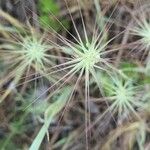 Aegilops geniculata Flor
