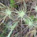 Aegilops geniculata Flower