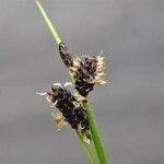 Carex saxatilis Fruto