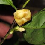 Diospyros bipindensis Flor