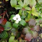 Cornus canadensis Kvet