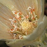 Mentzelia involucrata Flower