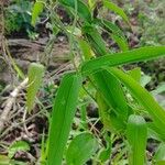 Smilax spinosa Лист