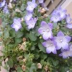 Campanula isophylla Fula