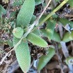 Trichodiadema setuliferum Hoja