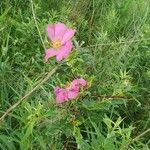 Rosa caninaFlower