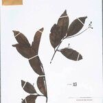 Ocotea neesiana Hoja