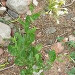 Nicotiana paa Hábito