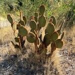 Opuntia rufida Blad