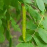 Caragana arborescens Φρούτο