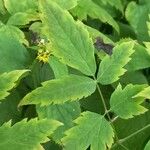 Actaea pachypoda Jani