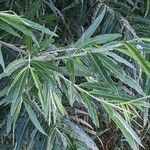 Salix viminalis Hoja