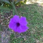 Ruellia ciliatiflora Flower