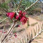 Calothamnus quadrifidus Flower