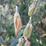 Crotalaria juncea Frucht