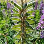 Lupinus polyphyllus Fruit