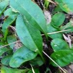 Coreopsis auriculata Leaf