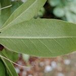 Rhododendron augustinii Hoja