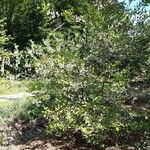 Styrax americanus Habit