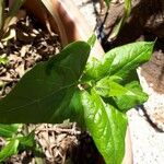 Mirabilis longiflora Leaf