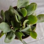 Crassula arborescens Fuelha