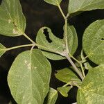 Fridericia costaricensis Leaf