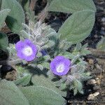 Phacelia cephalotes Συνήθη χαρακτηριστικά