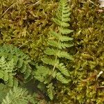 Woodsia ilvensis Other