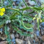 Erysimum repandum Ovoce