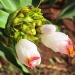 Costus afer Λουλούδι