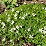 Arenaria balearica Flor