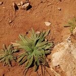 Plantago serraria Hoja