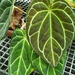 Anthurium crystallinum Hoja
