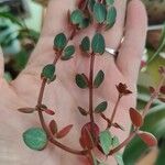 Peperomia verticillata Feuille